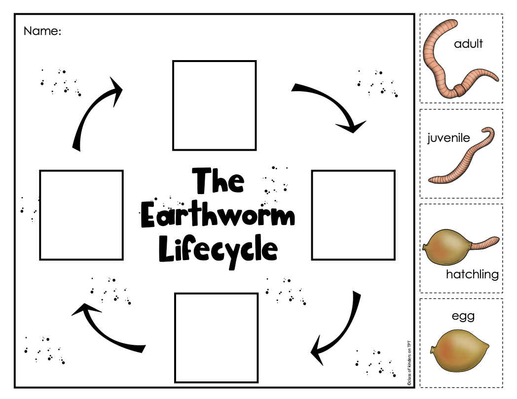 Earthworm Lifecycle Spring Science Kindergarten & First Grade