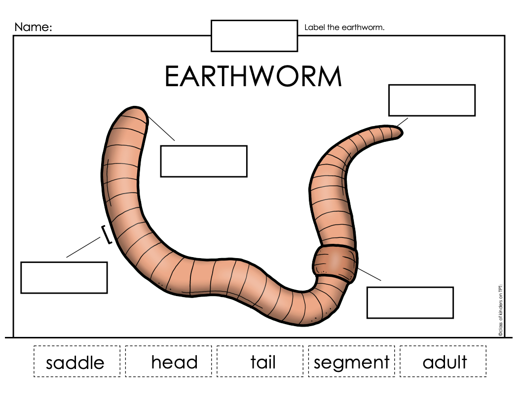 Earthworm Labeling Diagram - Parts of a Worm Worksheet + Life Cycle Booklet