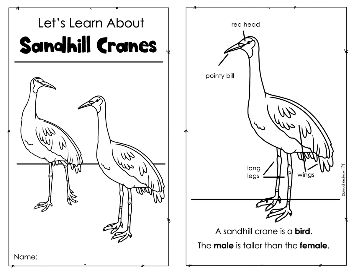 Sandhill Cranes Informational Science Bird Reader Plus Vocabulary Cards  Kinder & First