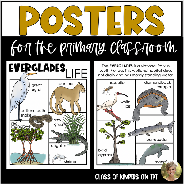 Wetlands Florida Everglades Posters Animal Habitats Kindergarten & First