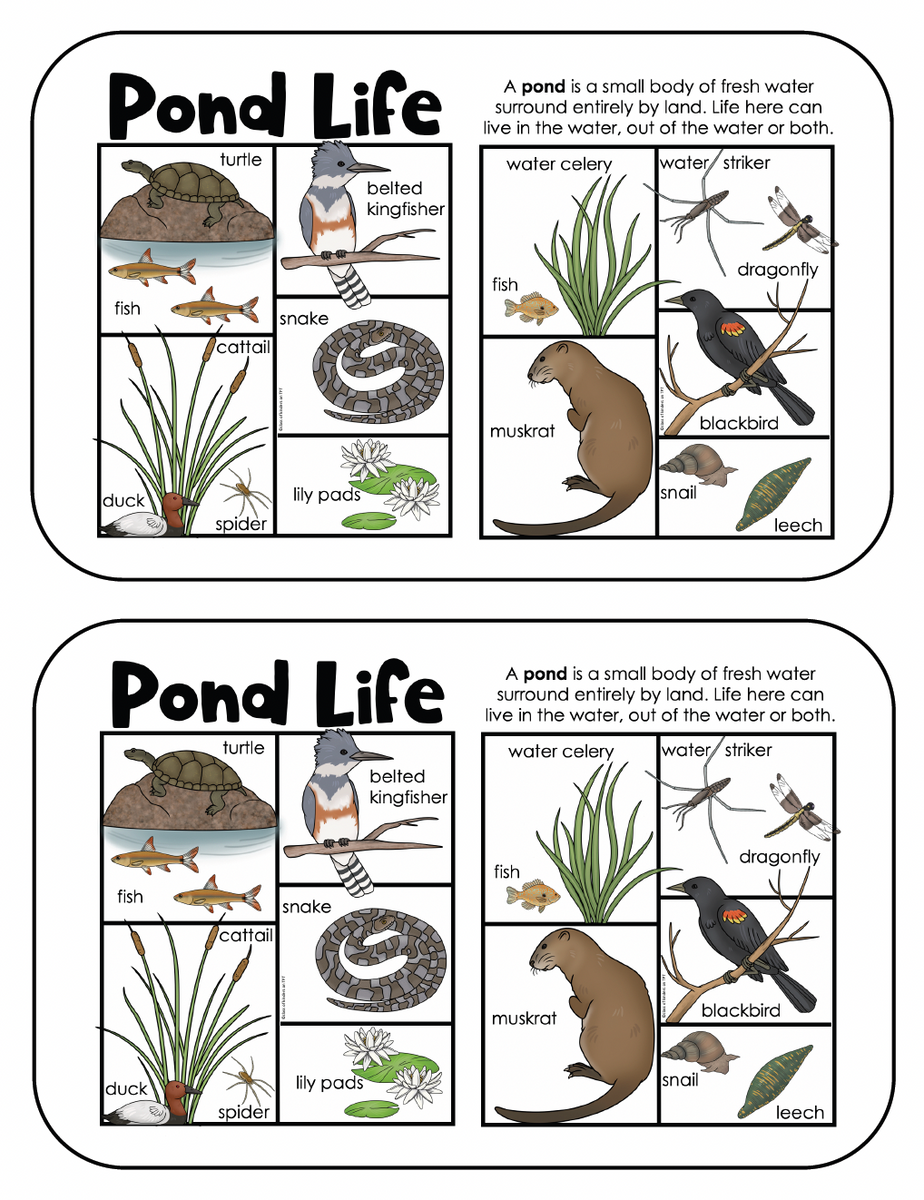 Life on a Pond Posters Science Animal Habitat for Kindergarten & First