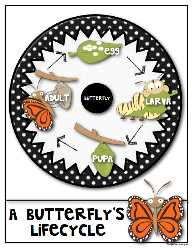 A Bug's Life Butterfly Lifecycle Kindergarten & First Science